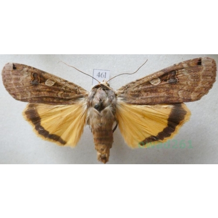 Noctua pronuba (Linnaeus, 1758) Rolnica tasiemka Czech46l